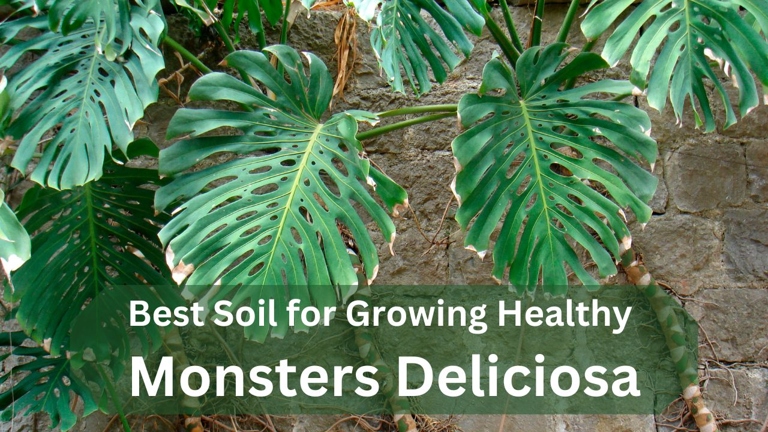 Soil is an important factor to consider when deciding between Monstera Deliciosa and Adansonii.