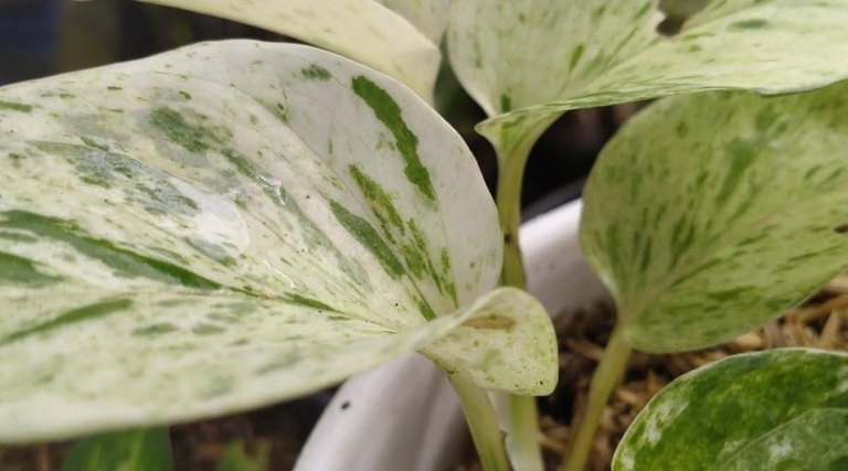 Soil is an important part of any plant's life, and the Snow Queen Pothos is no different.