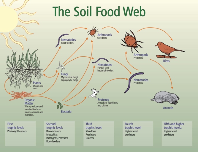 Soil is one of the most important factors in plant growth.