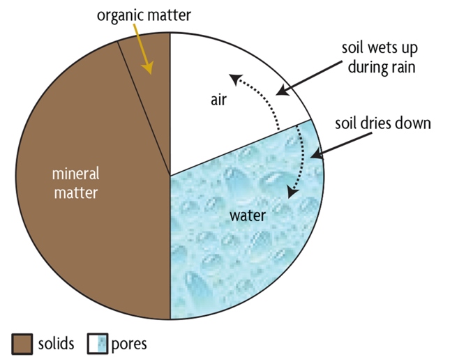 Soil is the natural medium in which plants grow. It is composed of minerals, water, air, and organic matter.