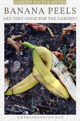 Soil that remains damp can lead to problems for plants, including Banana plants.