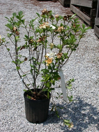 Solution: The most common reason for gardenia leaves to curl is due to lack of water.
