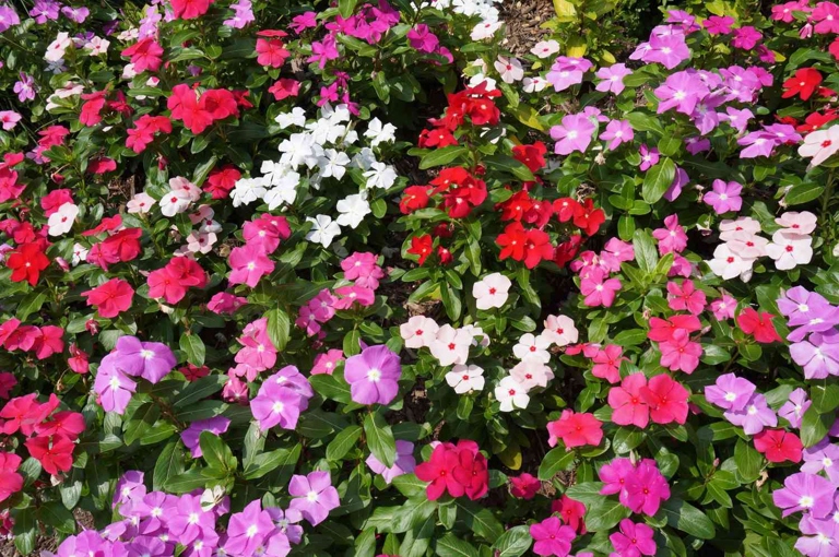 Some sun-loving, easy-care, drought-resistant varieties that would do well on a sunny balcony include: impatiens, petunias, marigolds, and zinnias.