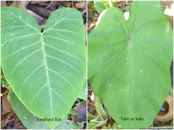 Some types of elephant ears are edible, but others are not.