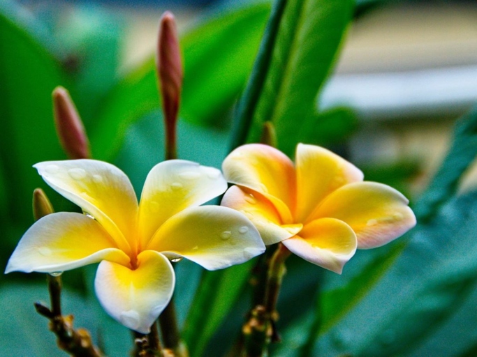 Sooty mold can be a problem for plumeria and frangipani.