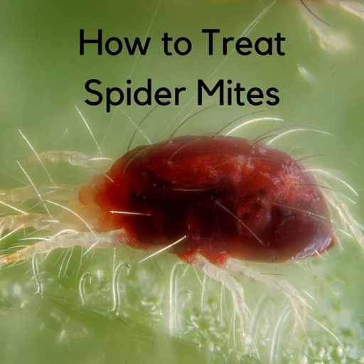 Spider mites are a common problem for Croton plants, but there are a few things you can do to combat them.