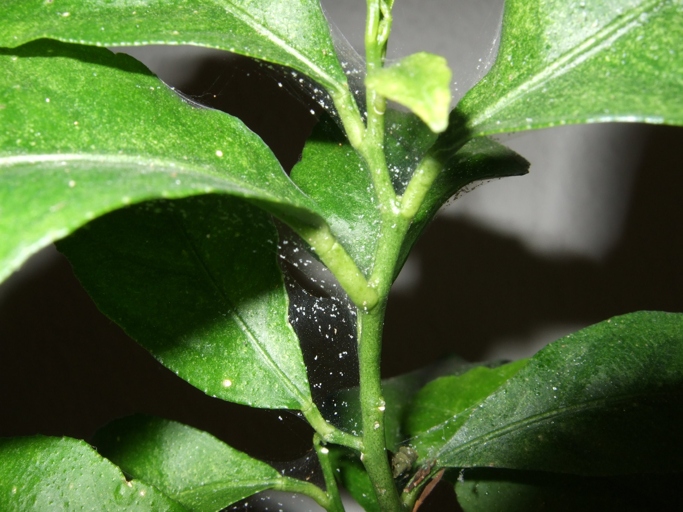 Spider mites are a common problem for gardenias, causing the leaves to curl and turn brown.