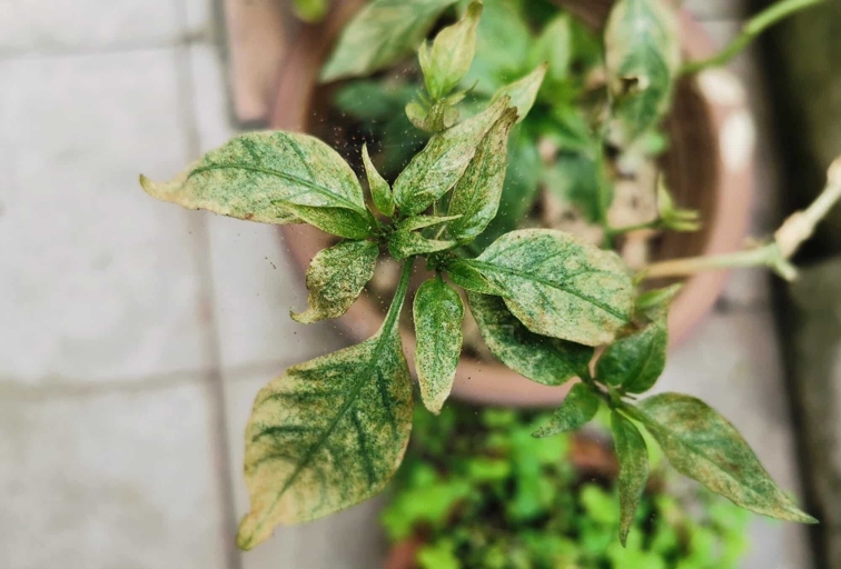Spider mites are a common problem for pepper plants, and can cause yellow spots on the leaves.