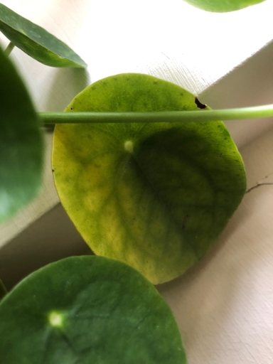 Spider mites are a common problem for Pilea peperomioides, and can cause the leaves to turn yellow.