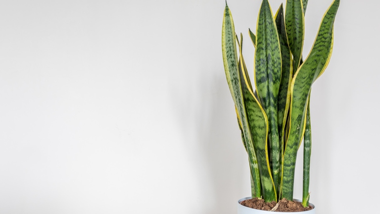 Spider mites are a common problem for snake plant owners.