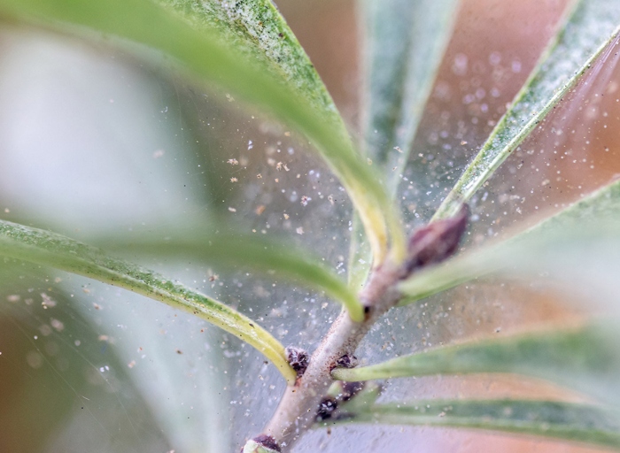 Spider mites are a type of arachnid that can infest houseplants, including monsteras.