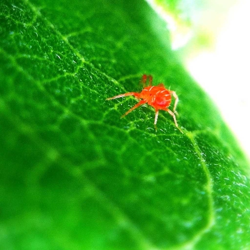 Spider mites are a type of arachnid that can infest money trees, causing leaves to develop holes.