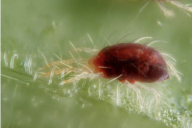 Spider mites are tiny pests that can cause big problems for your mint plants.