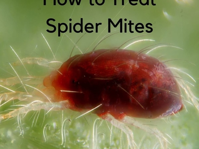 Spider mites are tiny pests that can cause big problems for your palm tree.