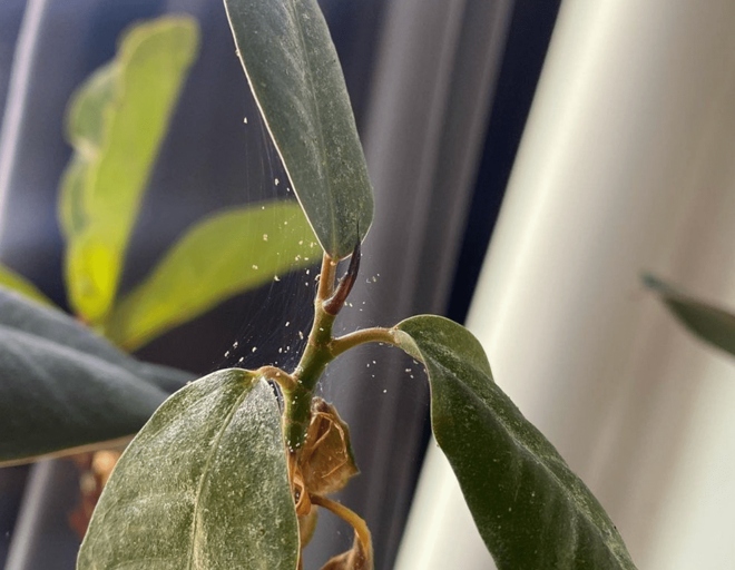 Spider mites are tiny pests that can cause big problems for your rubber plant.