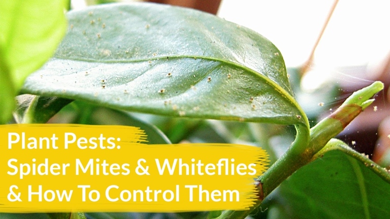 Spider mites are tiny, sap-sucking pests that can cause big problems for bird of paradise plants.
