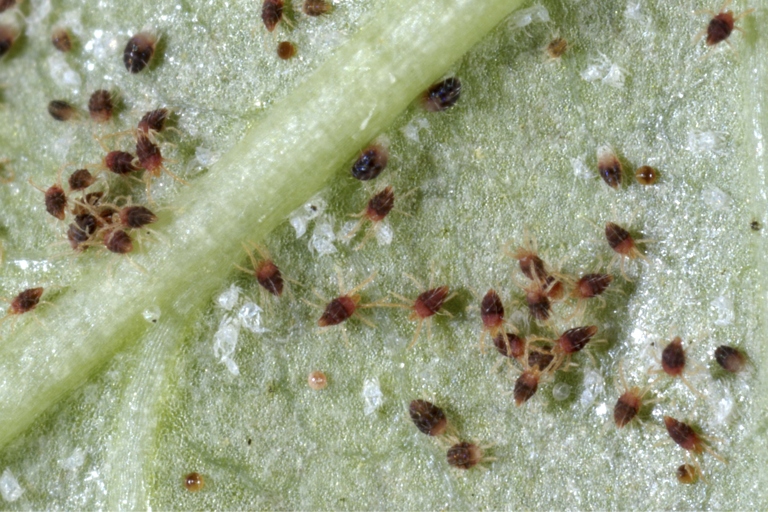 Spider mites are tiny, sap-sucking pests that can cause dracaena leaves to curl.