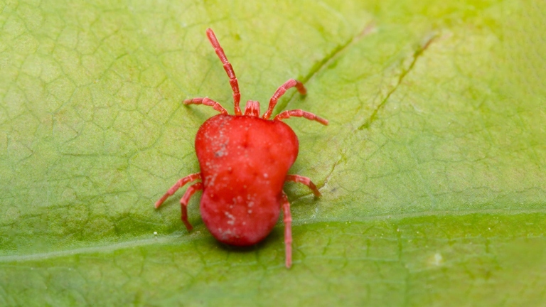 Spider mites are tiny, spider-like creatures that can cause big problems for your Calathea.