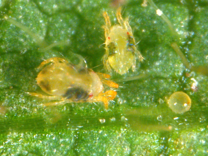 Spider mites are tiny spider-like creatures that can wreak havoc on your plants.
