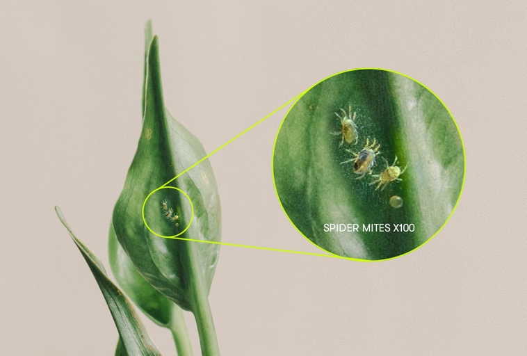 Spider mites are tiny spider-like pests that can infest peace lilies.