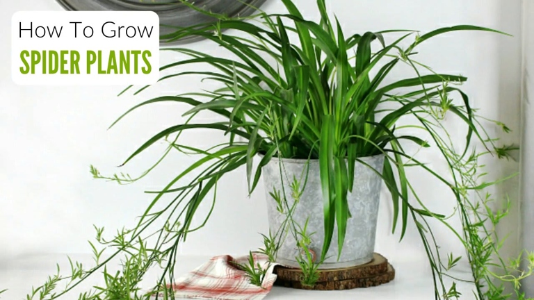 Spider plants are a great addition to any home, and they're easy to care for, too.