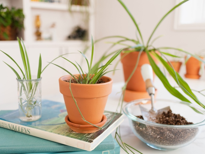 Spider plants are easy to propagate from stem cuttings.
