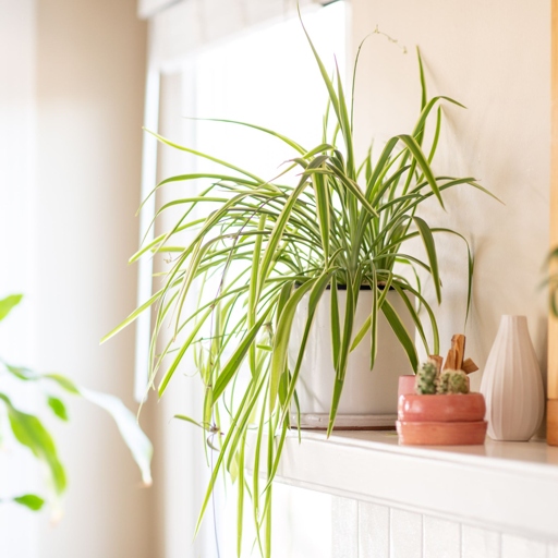 Spider plants are one of the easiest houseplants to care for, and they can even thrive in poor-quality soil.