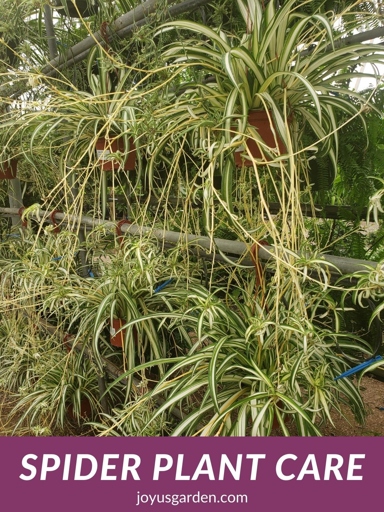 Spider plants are one of the easiest houseplants to care for, and they're tolerant of a wide range of conditions.