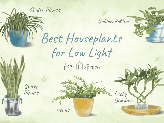 Spider plants are one of the most adaptable houseplants and can thrive in a wide range of lighting conditions, including low light.