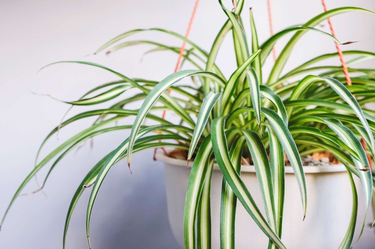 Spider plants are very tolerant of a wide range of humidity levels, so you don't have to worry too much about getting the perfect level.