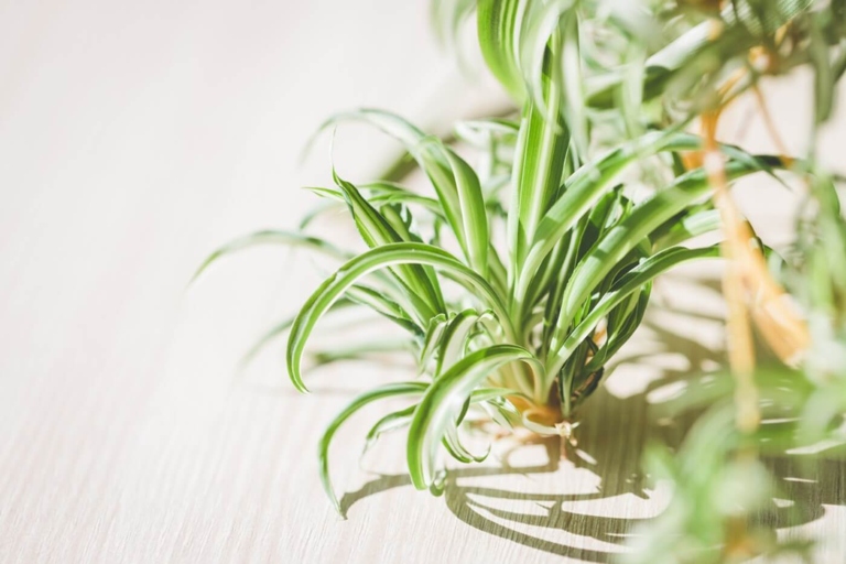 Spider plants need bright, indirect light to thrive.