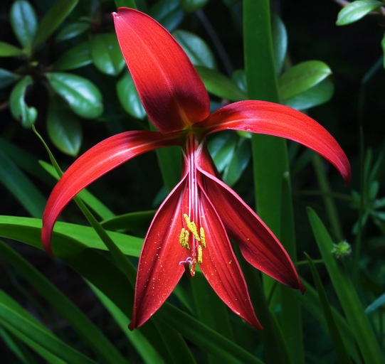 Sprekelia is a genus of flowering plants in the Amaryllis family, native to Mexico and Central America.