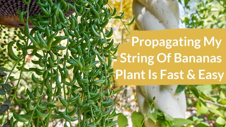 Stem cuttings propagation is a great way to propagate string of bananas plants.