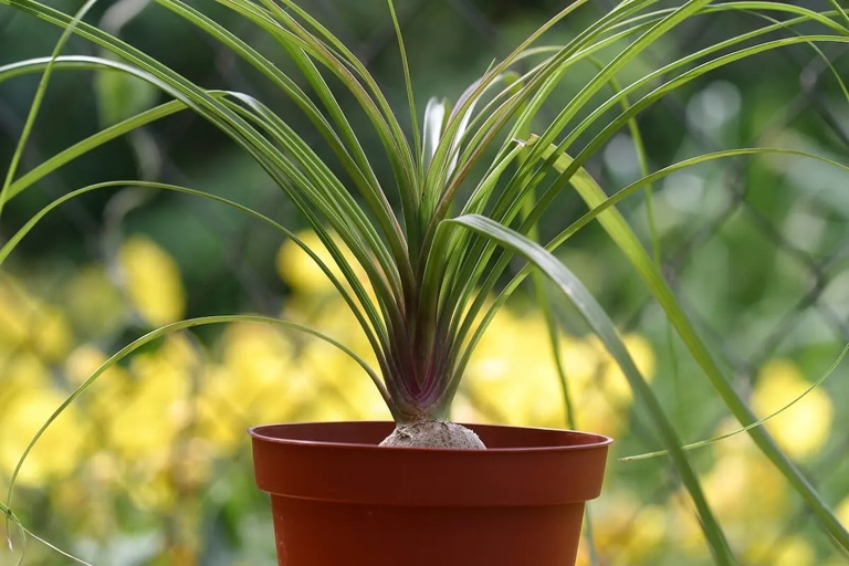 Stem rot is a common problem with Ponytail Palms, but there are a few things you can do to save your plant.