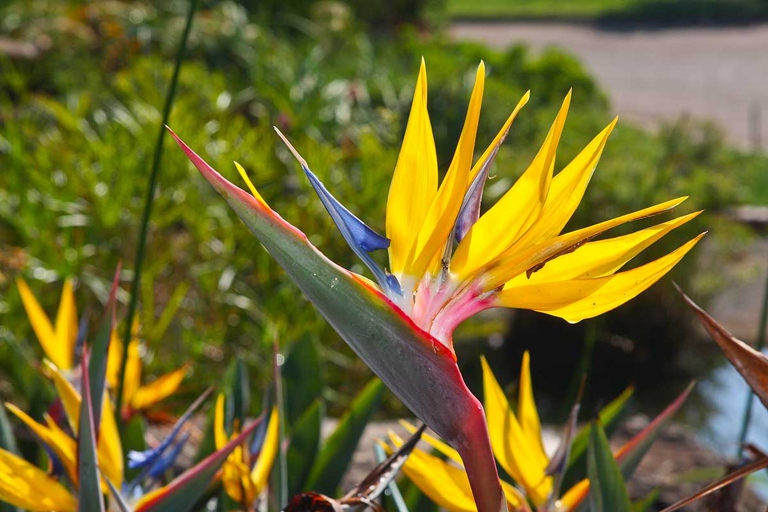 Strelitzia caudata, also known as the Orange Bird of Paradise, is a species of flowering plant native to South Africa.