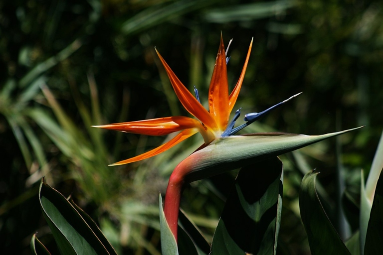 Strelitzia juncea, also known as the African Crane Flower, is a species of bird of paradise.