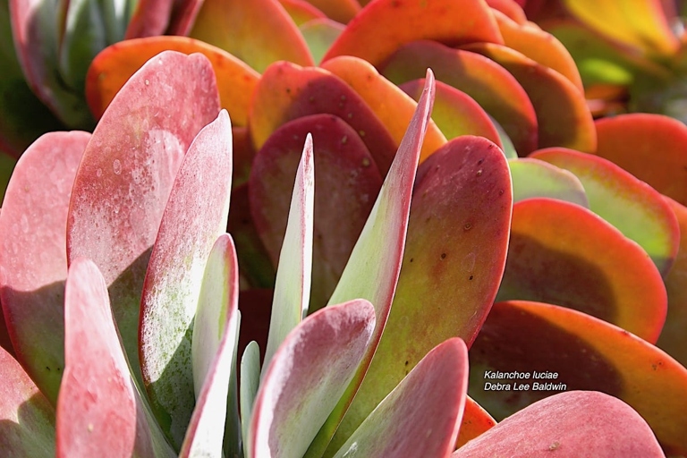 Stress in succulents is caused by a lack of water or nutrients, extreme temperatures, or too much or too little light.