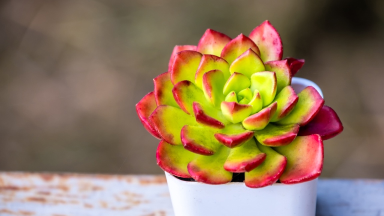Stressing succulents can actually be beneficial, as it can cause them to change color.