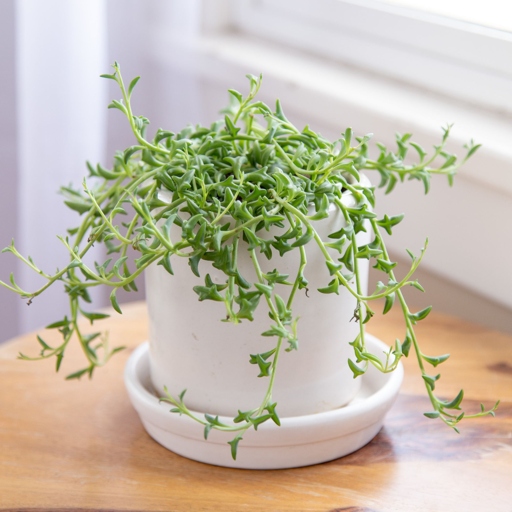 String of dolphins is a fast-growing, easy-to-propagate plant that makes an excellent addition to any indoor or outdoor space.