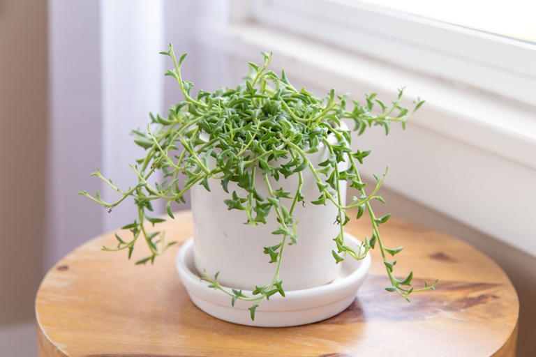 String of dolphins is a fast-growing plant and can be propagated at any time of year.