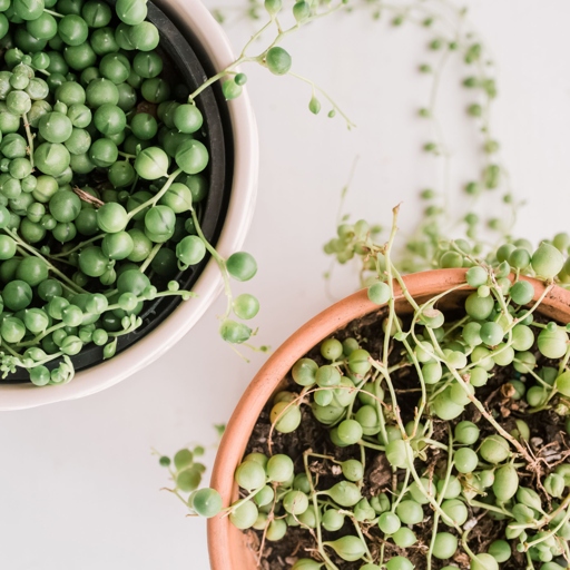 String of Pearls is a beautiful and unique plant that can be propagated from a single pearl.