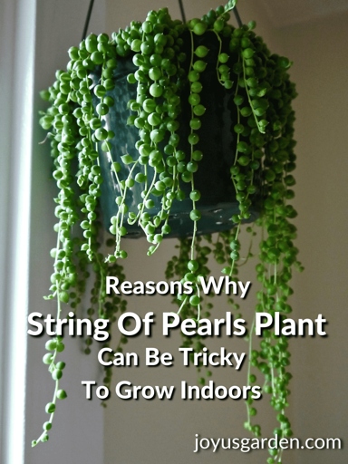String of pearls is a succulent that does best in bright, indirect sunlight.