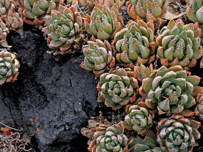 Succulent mulch can help control the temperature of your substrate, making it a great choice for hot, dry climates.