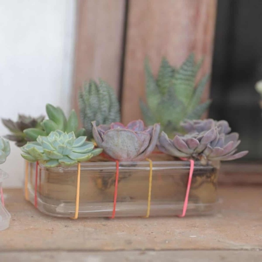 Succulent water therapy is a process of rehydrating your succulents that have become dehydrated.