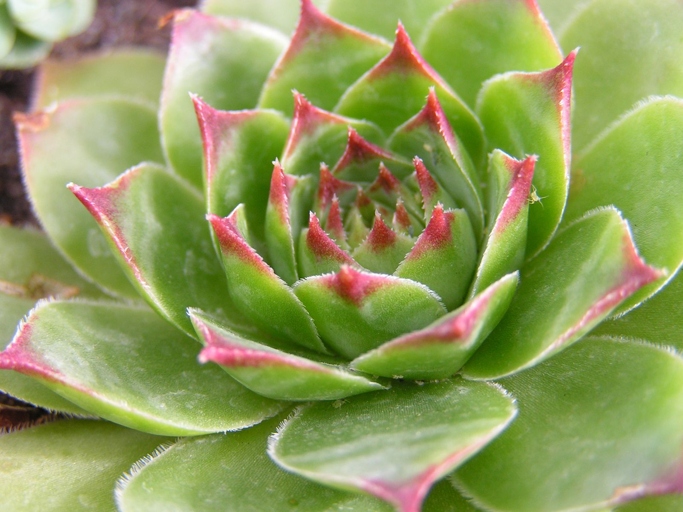 Succulents are a type of plant that store water in their leaves, stems, and roots, making them perfect for water therapy applications.