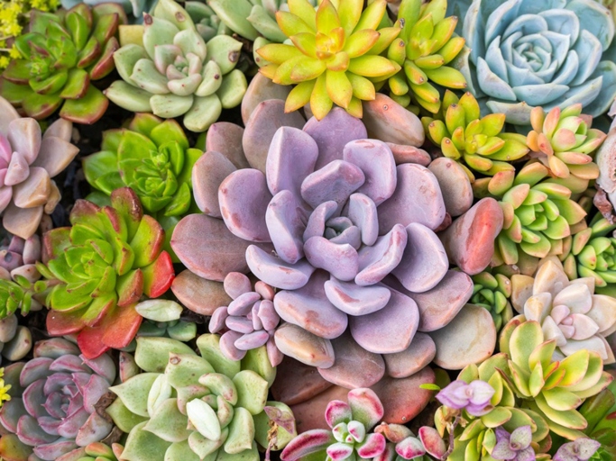Succulents are known for their vibrant colors, but did you know that some of them can actually change color?