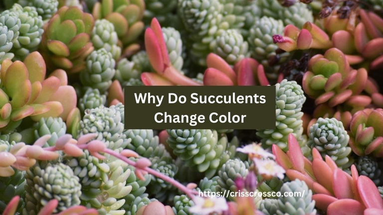 Succulents are known for their wide range of colors, but did you know that some of them can actually change color?