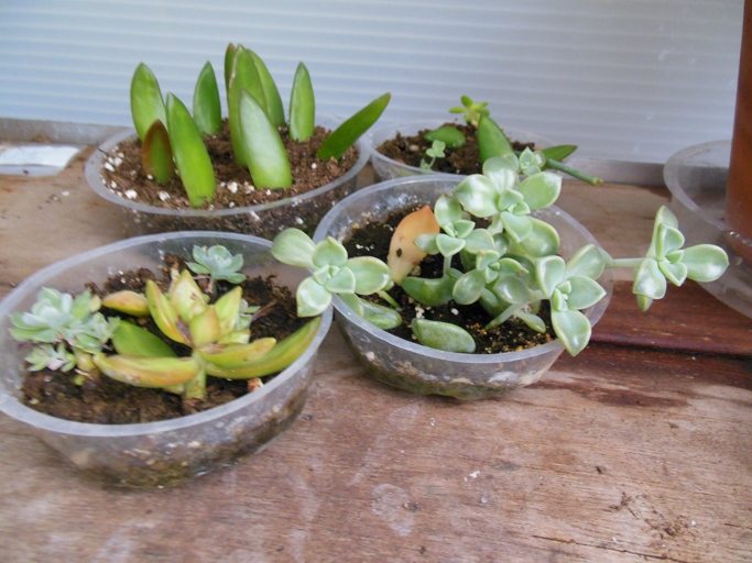 Succulents are pretty hard to kill, but if you're looking to give them a little TLC, water therapy is a great way to rehydrate them.