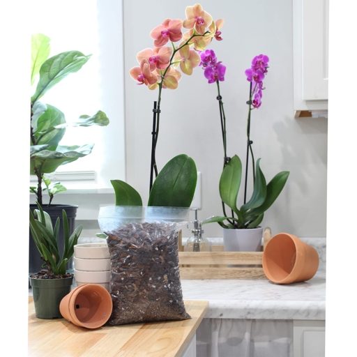 Summer blooming Phalaenopsis orchids can be repotted in cactus soil with a little extra perlite or pumice added for drainage.
