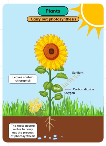 Sunlight is the main source of energy for plants.